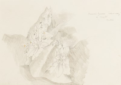 Lot 31 - JOHN NASH (BRITISH 1893-1977)