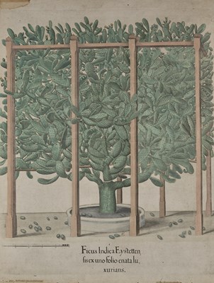 Lot 244 - BASILIUS BESLER (GERMAN 1561-1629)