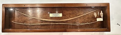 Lot 1 - TWO ANCIENT EGYPTIAN BOWS, PROBABLY MIDDLE KINGDOM CIRCA 2000 B.C., AND THREE STONE ARROWHEADS