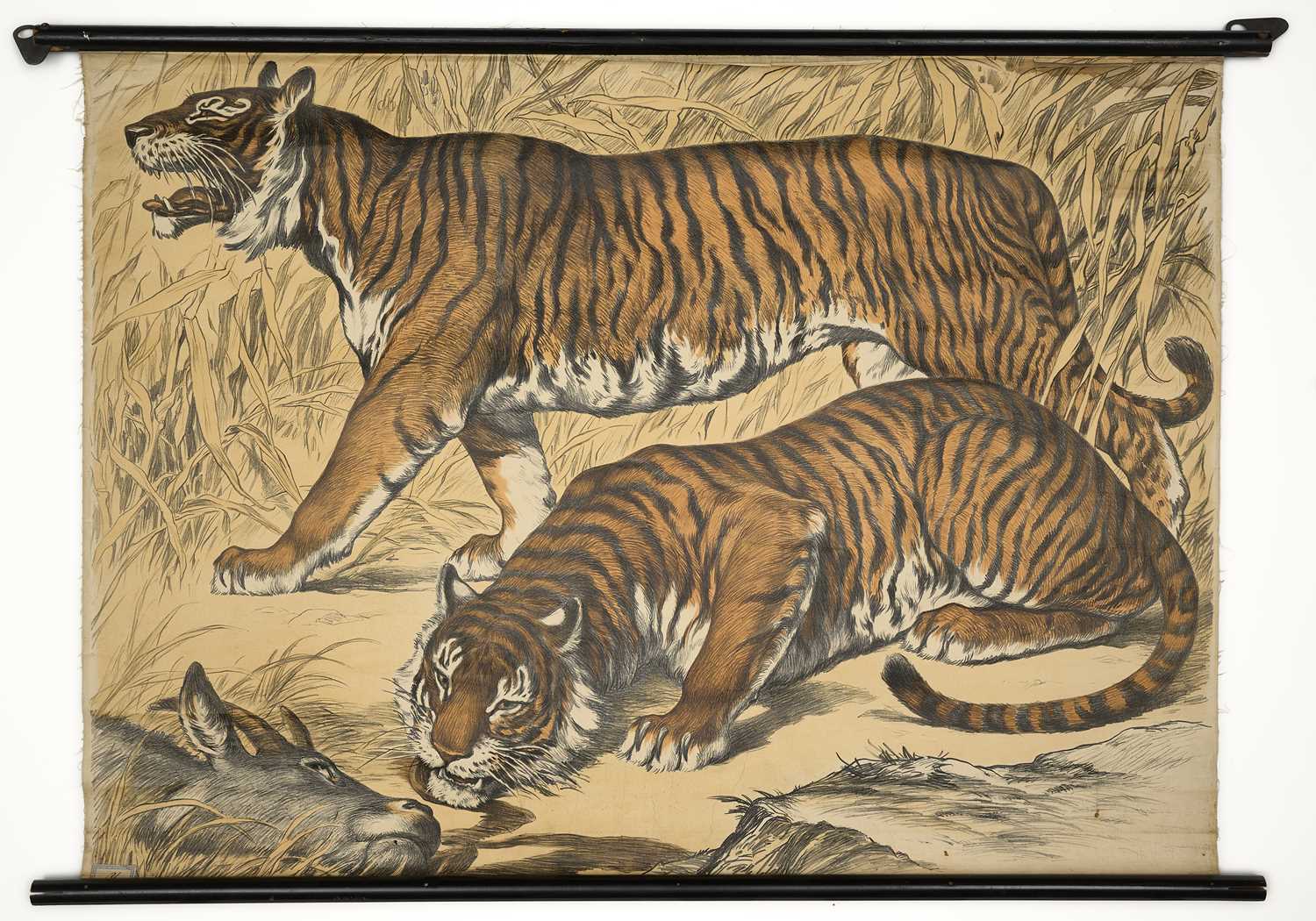 Lot 578 - AN EDUCATIONAL POSTER DEPICTING BENGAL TIGERS, SCHREIBER, ESSINGEN AND MUNICH, GERMANY, CIRCA 1920