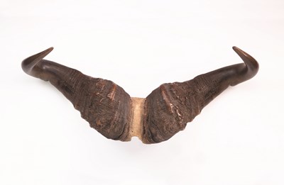 Lot 122 - A PAIR OF WATER BUFFALO HORNS