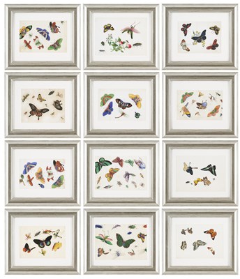 Lot 27 - TWELVE CHINESE EXPORT PAINTINGS OF BUTTERFLIES, QING DYNASTY, 19TH CENTURY